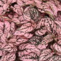 Гипоэстес Конфетти малиновый (pink) /20 семян/ *Sakata*