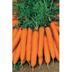 Морковь Нантская /0,5 кг/ *Rem seeds*