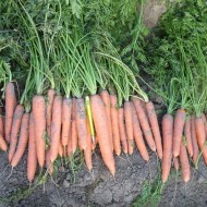 Морковь Стромболи F1 /100.000 шт/ *Clause*