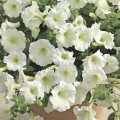 Петуния Пикобелла F1 белая (white) /200 семян/ *Syngenta Seeds*