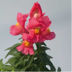 Львиный зев Снеппи F1 розовый (rose) /100 семян/ *Hem Genetics*