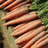 Морковь Бангор F1 (2,2-2,4 мм) /100.000 семян/ *Bejo Zaden*
