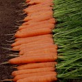 Морковь Монанта /250 г/ *Rijk Zwaan*