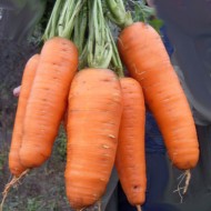 Морковь Кантербьюри F1 /1.000.000 семян (1,6-1,8 мм)/ *Bejo Zaden*