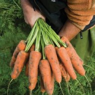 Морковь Кардиф F1 /1.000.000 семян (1,8-2,0 мм)/ *Bejo Zaden*