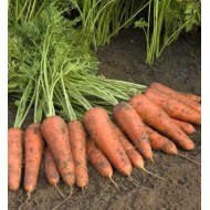 Морковь Купар F1 /1.000.000 семян (1,8-2,0 мм)/ *Bejo Zaden*