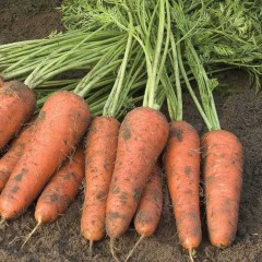 Морковь Купар F1 /1.000.000 семян (2,2-2,4 мм)/ *Bejo Zaden*