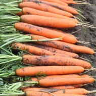 Морковь Нерак F1 /1.000.000 семян (2,0-2,2 мм)/ *Bejo Zaden*