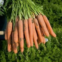 Морковь Нерак F1 /1.000.000 семян (2,2-2,4 мм)/ *Bejo Zaden*