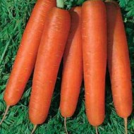 Морковь Камаран F1 /1.000.000 семян (1,8-2,0 мм)/ *Bejo Zaden*
