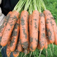 Морковь Балтимор F1 /1.000.000 семян (2,0-2,2 мм)/ *Bejo Zaden*