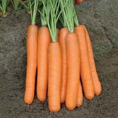Морковь Монанта /1000 г/ *Rijk Zwaan*