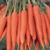 Морковь Магно F1 /100.000 семян/ *Rijk Zwaan*